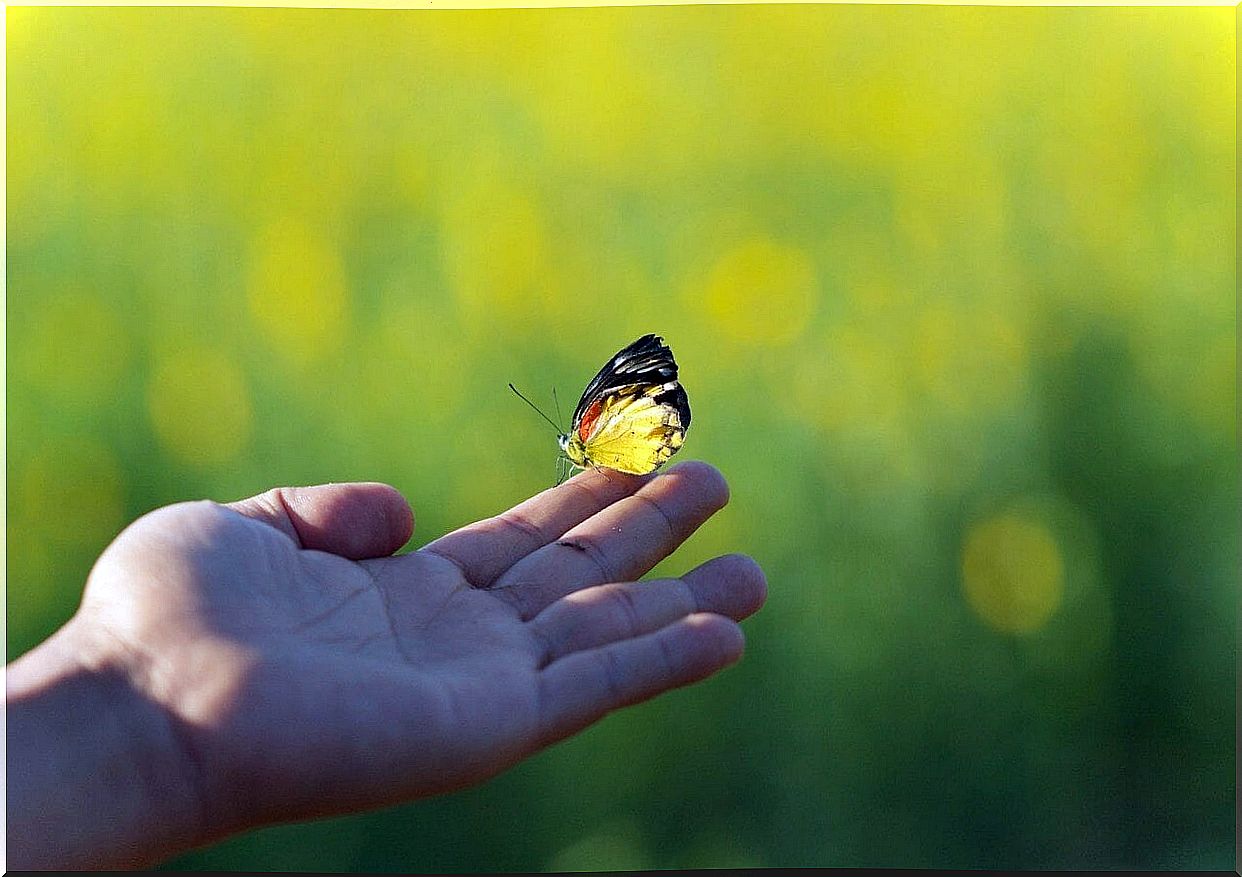 Butterfly perched on a person's finger