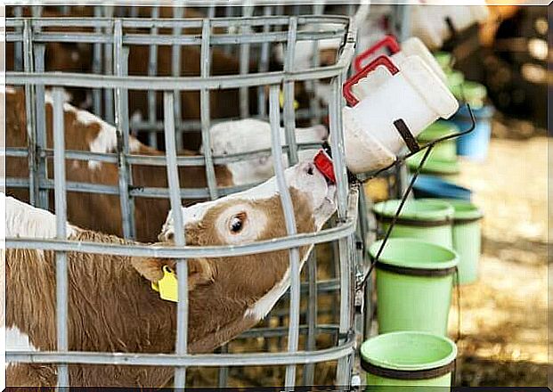 Cow drinking milk from a baby bottle