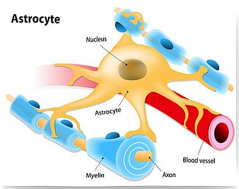 Astrocyte