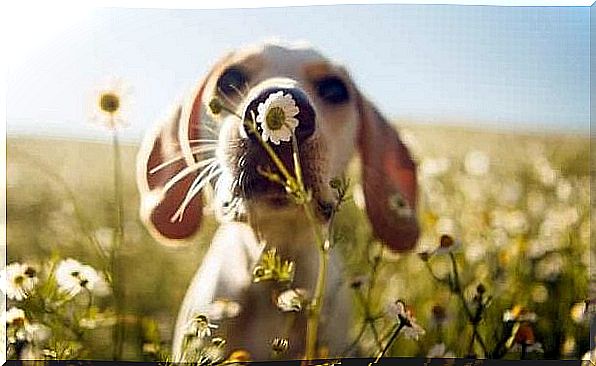 Dog smelling a flower