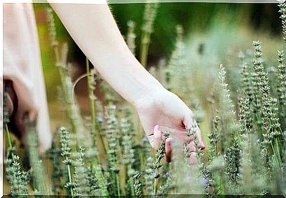 hand stroking wheat