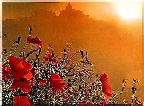 field of poppies