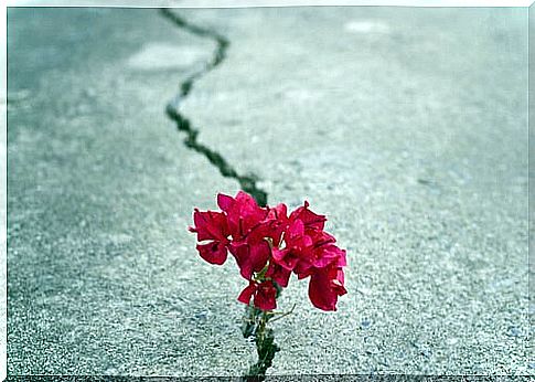 Flowers in a crack in a road