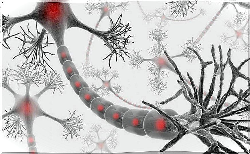 Axon and dendrites of a neuron