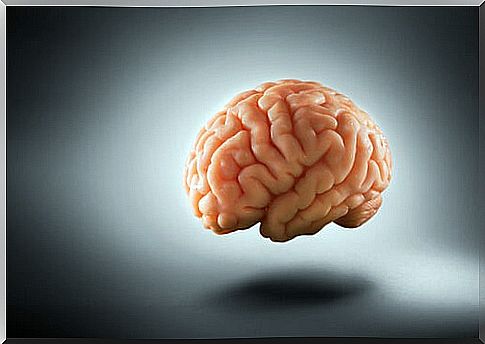 Brain on gray background