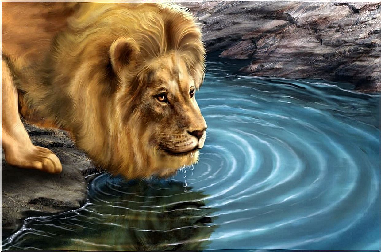 The story of the lion and its reflection